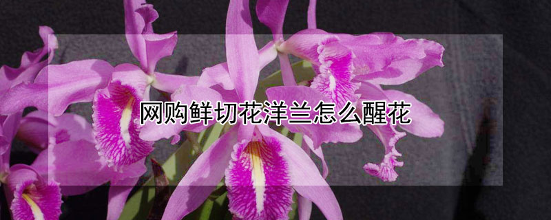 網(wǎng)購(gòu)鮮切花洋蘭怎么醒花