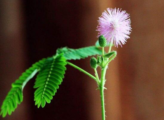 含羞草會開花嗎，含羞草什么時候開花