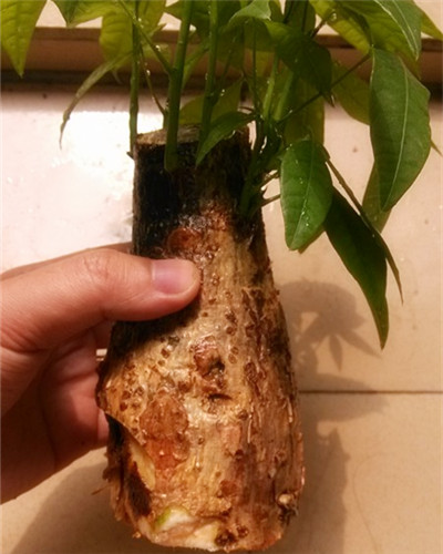 發(fā)財樹根部腐爛后改水培方法圖解