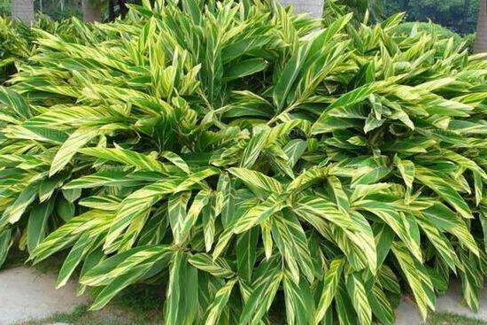 大葉萬年青有毒嗎，誤食會(huì)導(dǎo)致聲帶嘶啞、失明