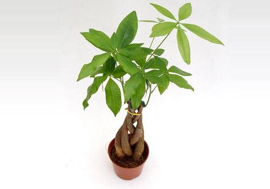 養(yǎng)發(fā)財(cái)樹(shù)有什么好處，發(fā)財(cái)樹(shù)的功效與作用