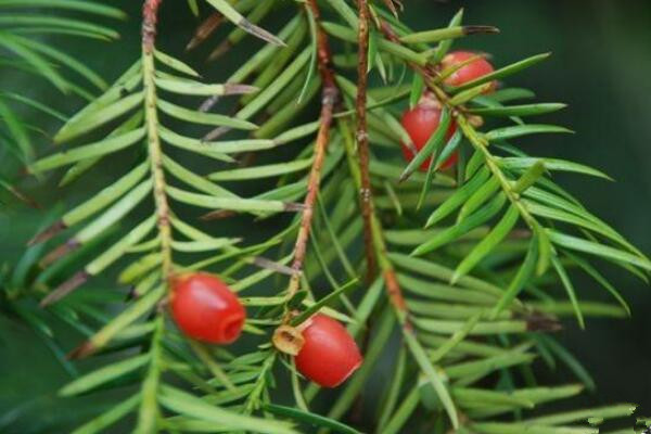 紅豆杉什么時(shí)候才會(huì)開花結(jié)果，必須要滿足以下條件才行