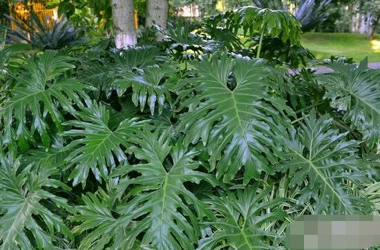 龜背竹的養(yǎng)殖方法和注意事項(xiàng)，老農(nóng)教你八大簡單易學(xué)養(yǎng)殖方法
