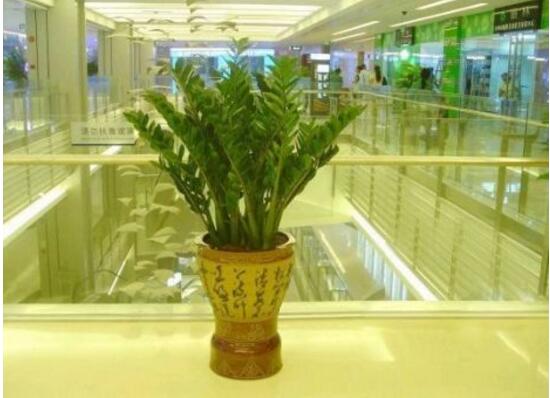 金錢樹有毒嗎，金錢樹可以放在臥室嗎