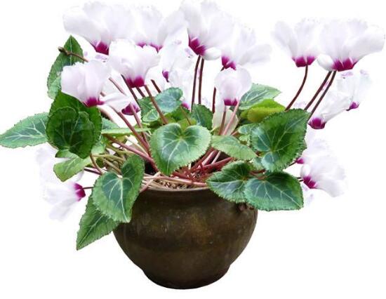 仙客來(lái)的花有什么特點(diǎn)，仙客來(lái)圖片大全鑒賞