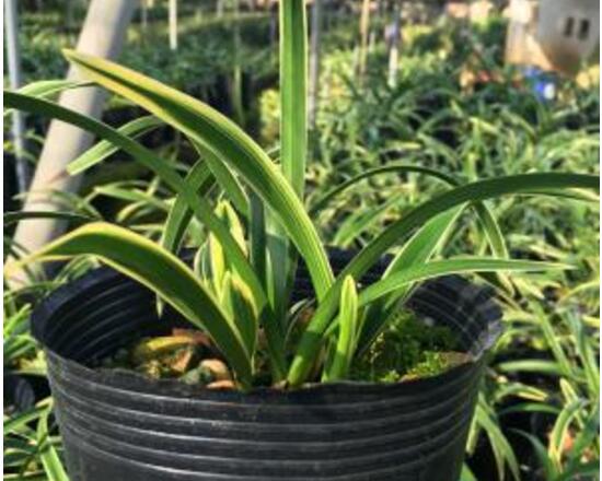 金邊蘭花怎么養(yǎng)，金邊蘭花的養(yǎng)殖方法