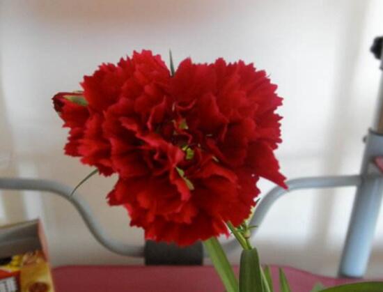 康乃馨什么時候開花，康乃馨的花期多長