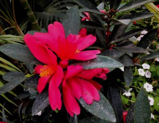 四季茶花的養(yǎng)殖方法和注意事項(xiàng)，老農(nóng)總結(jié)八大基本方法