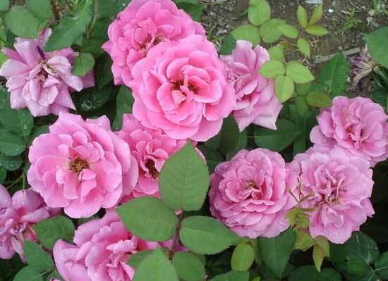 月季花花期是什么時(shí)候，月季花什么時(shí)候開花