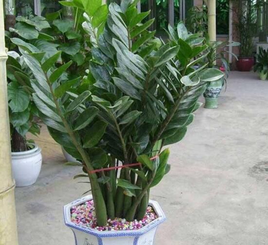 金錢樹應(yīng)該怎么修剪，掌握四個要點(diǎn)可讓植株優(yōu)美