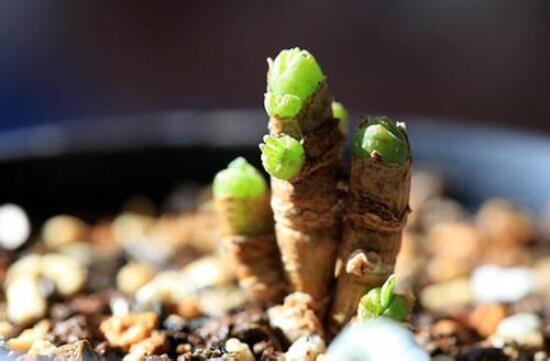 碧光環(huán)怎么種，保持盆土微濕潤/秋季種植存活率高