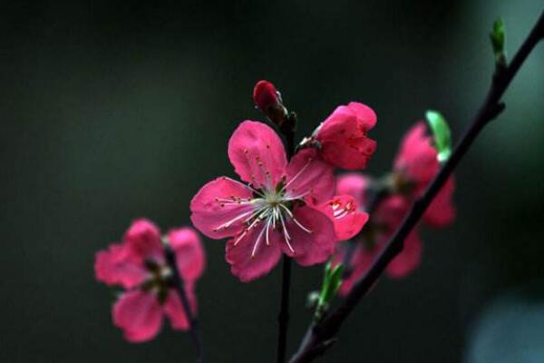 盆栽桃花的養(yǎng)護方法，首先要保證盆土的適宜