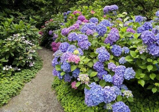 繡球花幾月扦插，二月萌芽扦插最佳