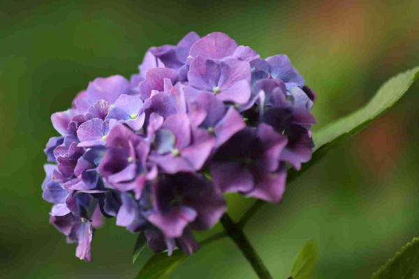 繡球花花語(yǔ)