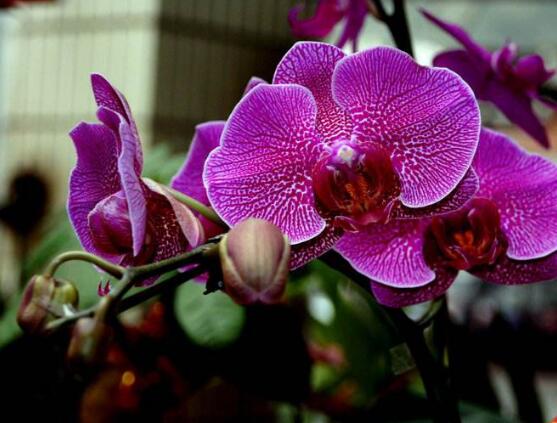 蝴蝶蘭花怎么養(yǎng)，教你七種好方法養(yǎng)的郁郁蔥蔥