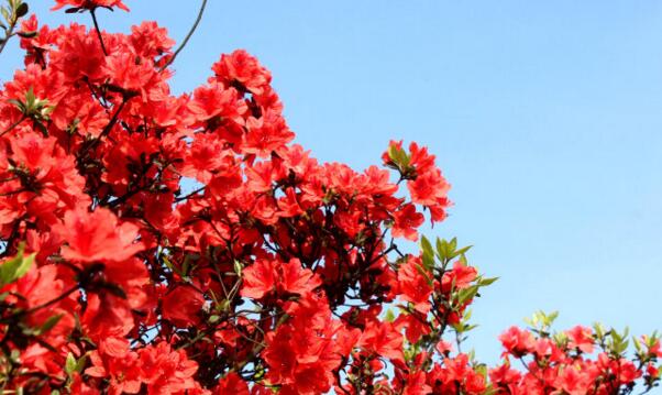 杜鵑花夏天怎么養(yǎng)，杜鵑花夏天怎么管理