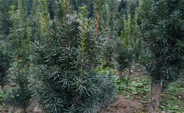 紅豆杉價(jià)格_盆景圖片_功效_藥用價(jià)值_作用