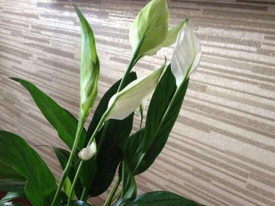 一帆風(fēng)順花的擺放禁忌，忌光線太強(qiáng)與溫度極低處