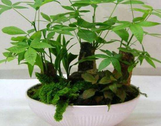 發(fā)財樹發(fā)芽多久可以切掉，發(fā)芽半個月后可切掉