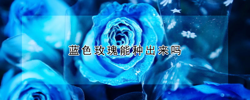 藍(lán)色玫瑰能種出來(lái)嗎