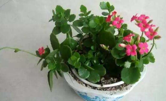 長(zhǎng)壽花怎么打頂和摘心，長(zhǎng)壽花修剪打頂與摘心圖解