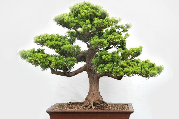 羅漢松盆景圖片欣賞，習(xí)性、分布以及作用