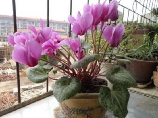 仙客來葉子發(fā)黃的原因，仙客來葉子發(fā)黃怎么辦