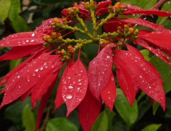 一品紅什么時候開花，一品紅在每年12月至翌年2月開花