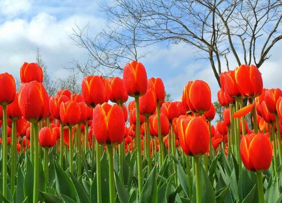 郁金香開(kāi)花時(shí)間，3-5月每天清晨七點(diǎn)開(kāi)花
