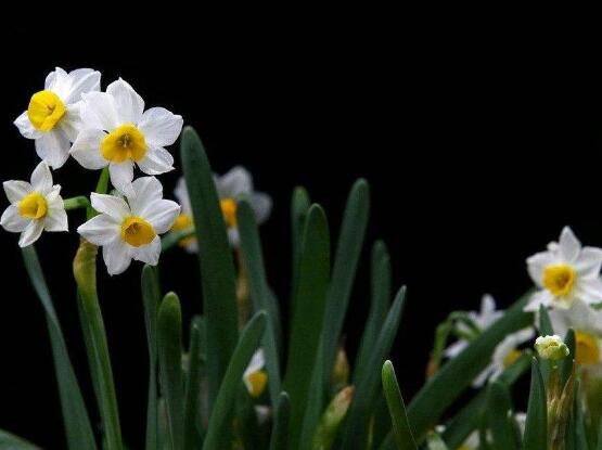 水仙花什么季節(jié)開花，水仙花花期在冬季開放