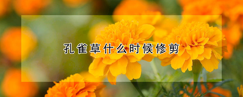 孔雀草什么時(shí)候修剪