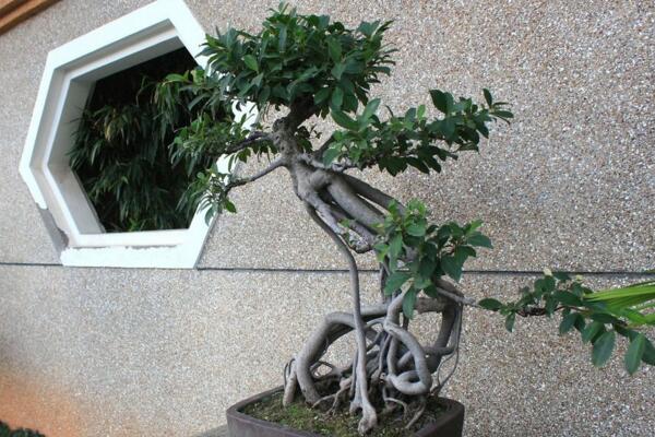 榕樹養(yǎng)在家里風(fēng)水好嗎，擺放位置十分重要