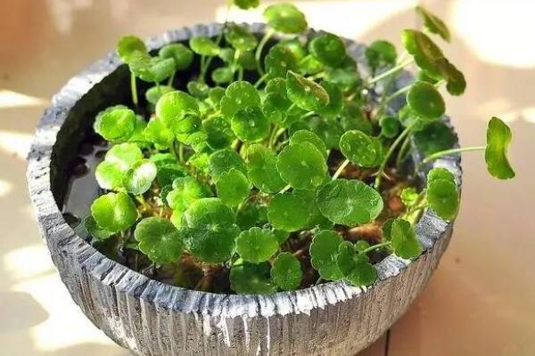 銅錢草水培里面有蟲怎么辦，清水清洗換水重新水培