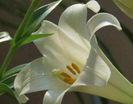 百合花多久澆次水，盆栽百合花怎么澆水/三天澆次水