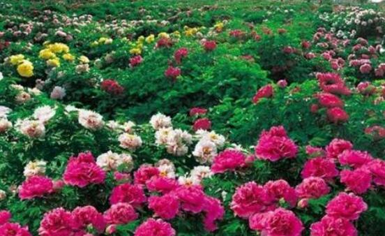 牡丹花怎么修剪，牡丹花修剪方法