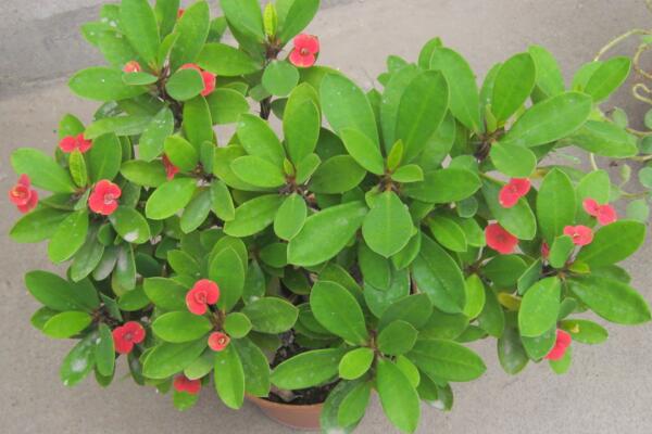 虎刺梅不開花怎么辦，加強(qiáng)通風(fēng)并增加光照