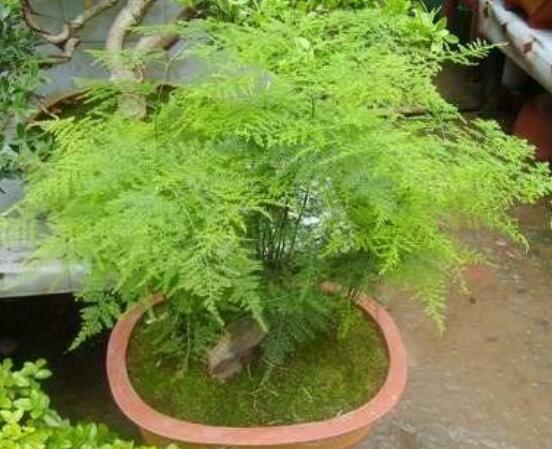 文竹掉葉子怎么辦，四種原因以及解決辦法