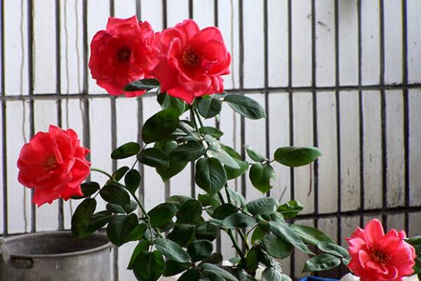 月季花冬季要怎么養(yǎng)，安全過(guò)冬的5大要點(diǎn)