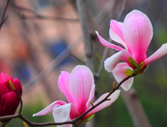 玉蘭花花語(yǔ)，代表著高潔、芬芳，純潔的愛(ài)，感恩