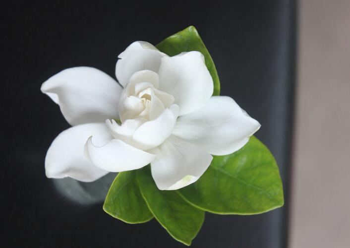 梔子花什么時(shí)候扦插，4月扦插最好不過了