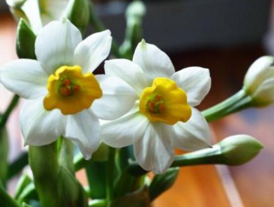 水仙花有毒嗎，有毒小心別當(dāng)菜吃