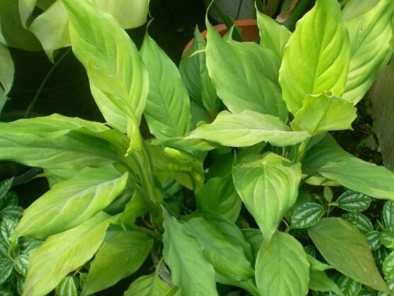 萬(wàn)年青植物有幾種，盤點(diǎn)最令人欣賞的十大品種