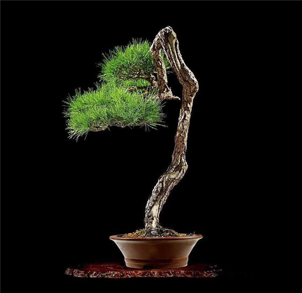 赤松盆景_品種介紹_樹苗價(jià)格_圖片_養(yǎng)護(hù)方法