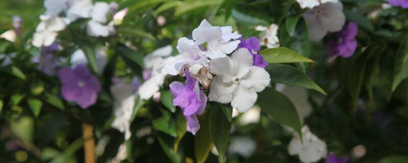 鴛鴦茉莉的花語(yǔ)