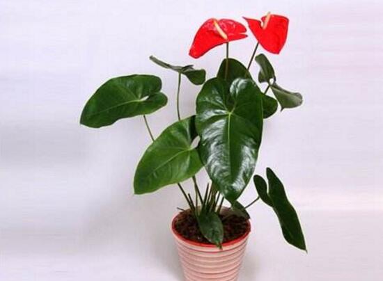 紅掌一年四季都開花嗎，紅掌四季養(yǎng)護(hù)方法