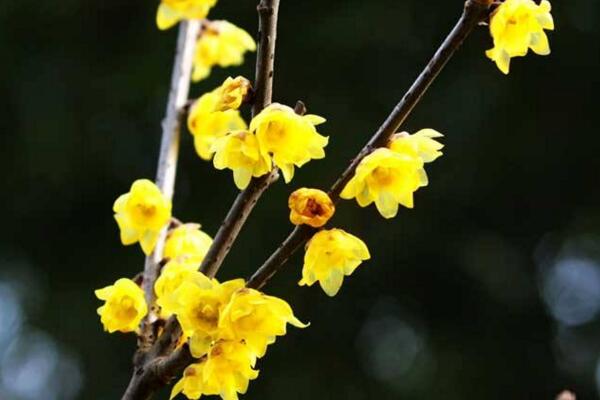 梅花早開花的技巧，控制溫度并加強(qiáng)光照