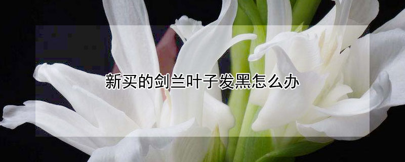 新買的劍蘭葉子發(fā)黑怎么辦