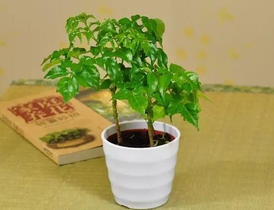 幸福樹(shù)有毒嗎，幸福樹(shù)放在客廳好嗎/無(wú)毒可以放