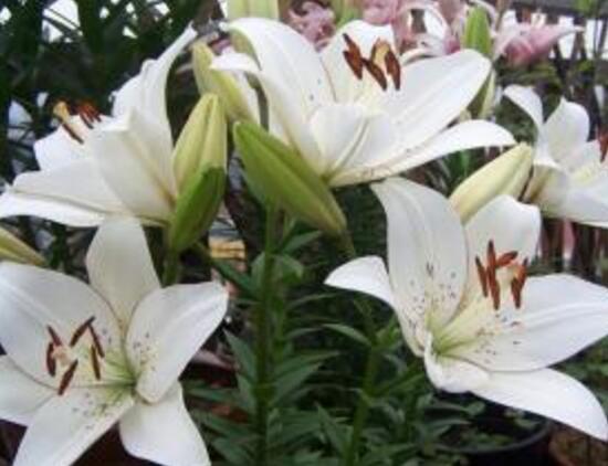 百合花怎么繁殖，百合花的繁殖方法