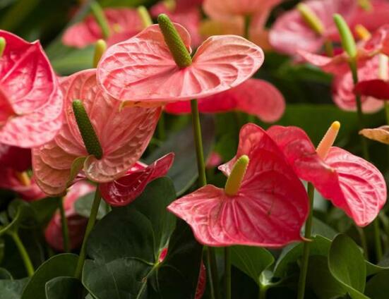 紅掌怎么養(yǎng)，紅掌養(yǎng)殖方法